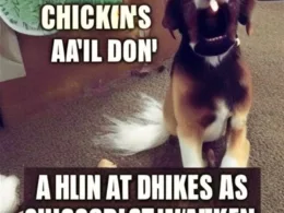 Co robić, gdy pies gryzie kurczaka
